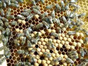 Bienenbrut