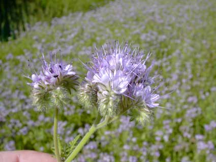 die Blüte der violetten Phazelie