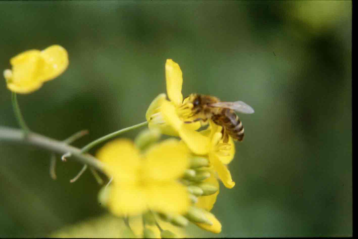 Arbeiterin auf einer Butterblume