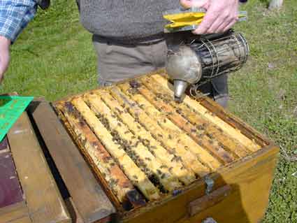 Beim Öffenen der Völker werden die Bienen mit Rauch besänftigt.