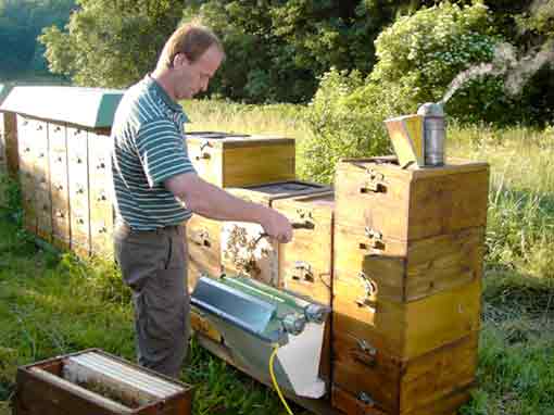 Abkehren der Bienenwaben