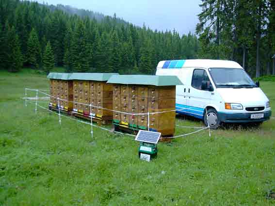 In den Voralpen müssen aufgrund von  Räubern (Bären) die Völker mit elektrischen Zäunen umgeben werden.
